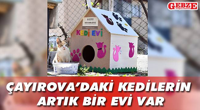 Çayırova’daki kedilerin artık bir evi var