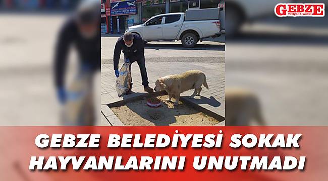 Sevimli dostlarımıza mama desteği