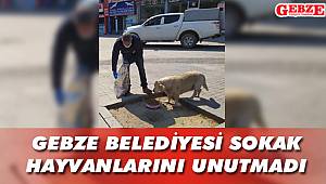 Sevimli dostlarımıza mama desteği