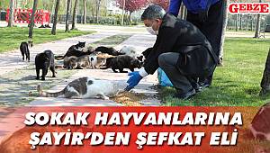 Sokak hayvanlarına Şayir’den şefkat eli