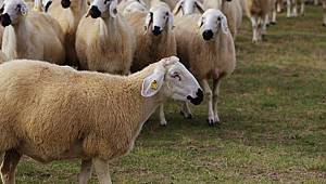 Sürü büyütme ve yenileme desteği ödemeleri başlıyor