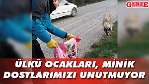 Ülkü Ocakları minik dostlarımızı unutmuyor