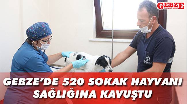 Gebze'de 520 sokak hayvanı sağlığına kavuştu