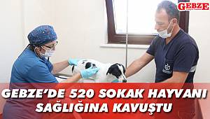 Gebze'de 520 sokak hayvanı sağlığına kavuştu
