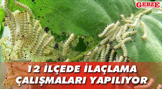 Amerikan Beyaz Kelebeği ile mücadele sürüyor