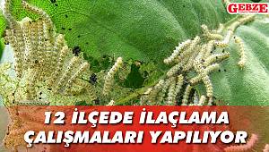 Amerikan Beyaz Kelebeği ile mücadele sürüyor