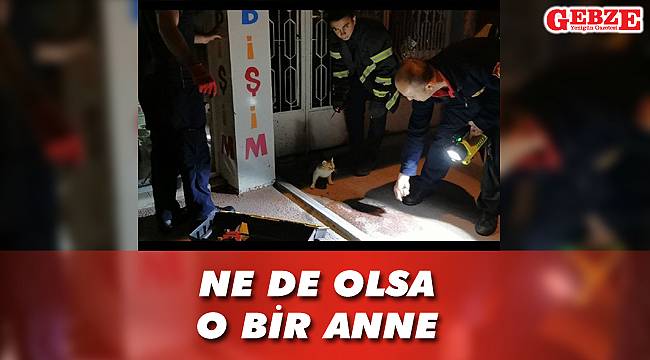 Anne kedi yavrusu kurtarılana kadar başından ayrılmadı