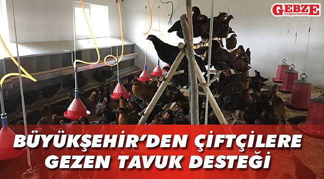 Büyükşehir'den çiftçilere gezen tavuk desteği