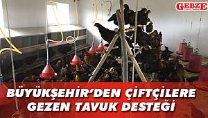 Büyükşehir'den çiftçilere gezen tavuk desteği