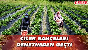 Çilek bahçeleri denetimden geçti