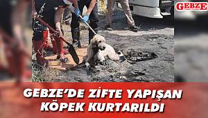 Gebze’de zifte yapışan köpek kurtarıldı