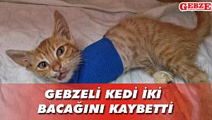 Gebzeli kedi iki bacağını kaybetti
