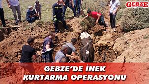 Bataklığa saplanan inek, iş makinesiyle kurtarıldı