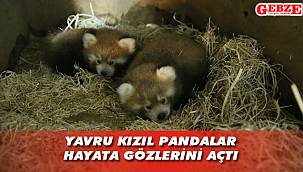 Darıca'da 4 kişilik bir aile oldular