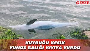 Darıca'da içleri sızlatan fotoğraf