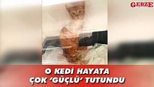 Eskihisar'da yaralı bulunmuştu