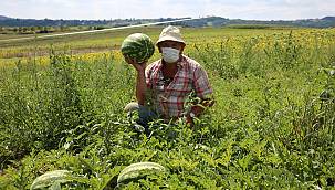 Kandıra Karpuzu ağızları tatlandırıyor