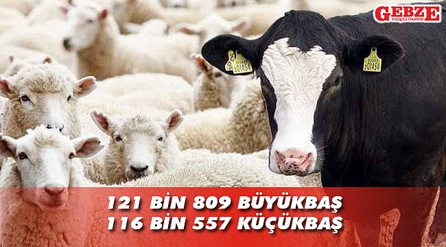 Kocaeli’ndeki büyükbaş ve küçükbaş hayvan sayısı açıklandı