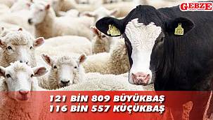 Kocaeli’ndeki büyükbaş ve küçükbaş hayvan sayısı açıklandı