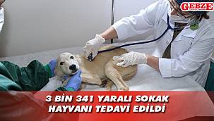 Minik dostlarımız Gebze'de tedavi ediliyor