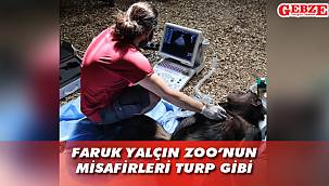 Şempanzelere detaylı kalp muayenesi