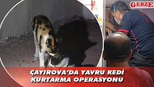 Çayırova’da yavru kedi kurtarma operasyonu