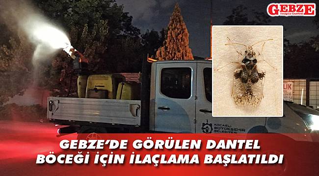 Gebze bölgesinde böcek alarmı