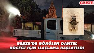 Gebze bölgesinde böcek alarmı