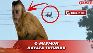 Herkes telef oldu diye biliyordu ama...