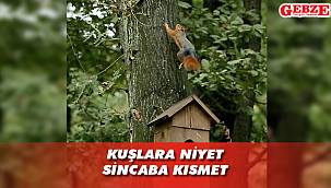 Kuş yuvası sincap ailesine yuva oldu