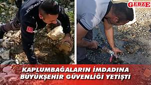 Darıca'da kaplumbağaları kuyudan çıkardılar
