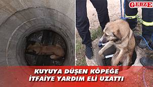 Gebze'de kuyuya düşen köpek kurtarıldı