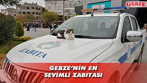 Gebze'nin zabıta kedisi var