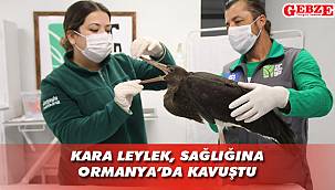 Kara leylek, artık göklerde