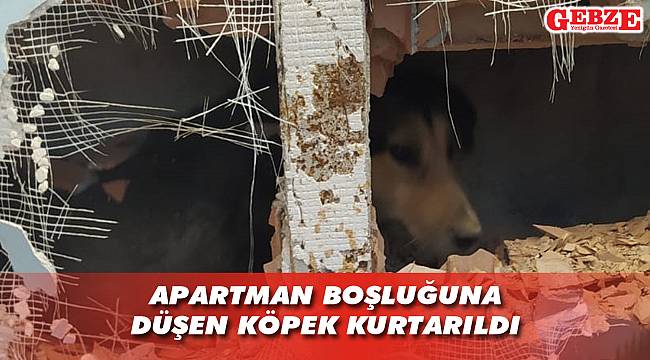 Minik köpeği düştüğü yerden itfaiye kurtardı