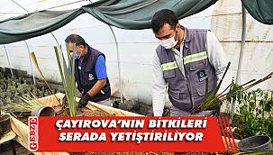 Çayırova'nın yeşili serada üretiliyor