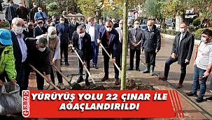 Kaldırılan çınar ağaçlarının yerine yenileri dikildi