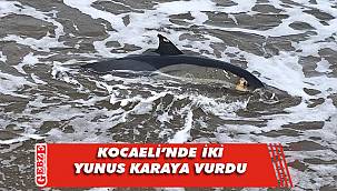 Kocaeli'nde üzen görüntü
