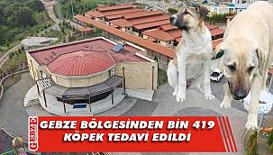 Sokak hayvanlarına 7/24 hizmet Büyükşehir'den