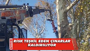 Yeni çınar ağaçları dikilecek 