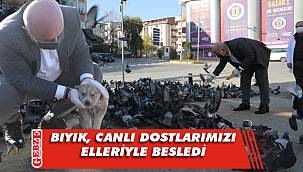 Darıca'da sokak hayvanları sahipsiz kalmıyor