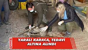 Köpeklerin yaraladığı karaca, Ormanya'da tedavi altında