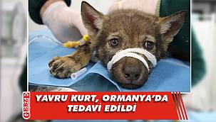 Ormanya, yaralı hayvanlara şifa oluyor