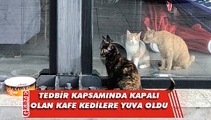 Kocaeli'nde o kafe kedilerin yuvası oldu