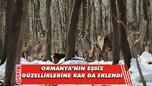 Ormanya sakinleri beyaz örtüyle 