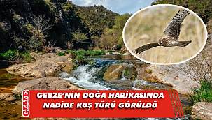 Ballıkayalar'da nesli tükenmekte olan kuş görüldü