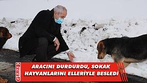 Büyükgöz sokak hayvanlarını besledi