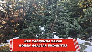 Büyükşehir'den ağaçlara budama