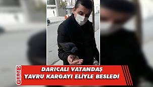 Darıcalı Kır, kargayı eliyle besledi