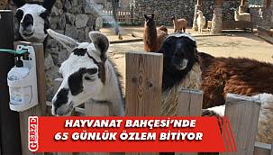 Faruk Yalçın Hayvanat Bahçesi yeniden ziyarete açılıyor